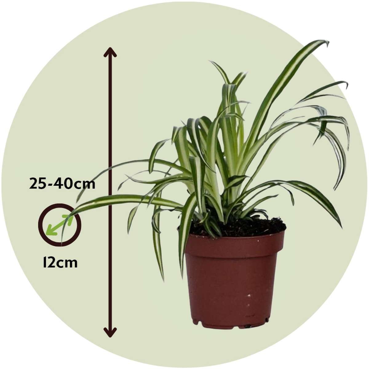 Spider Plant - Chlorophytum Comosum 'Atlantic' - Image 3