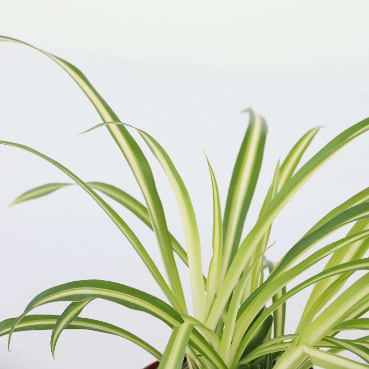 Spider Plant - Chlorophytum Comosum 'Atlantic' - Image 4