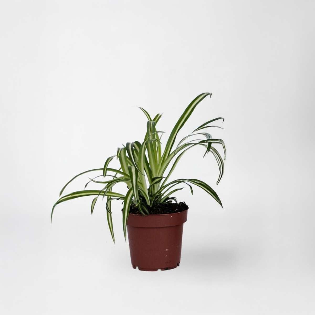 Spider Plant - Chlorophytum Comosum 'Atlantic' - Image 6
