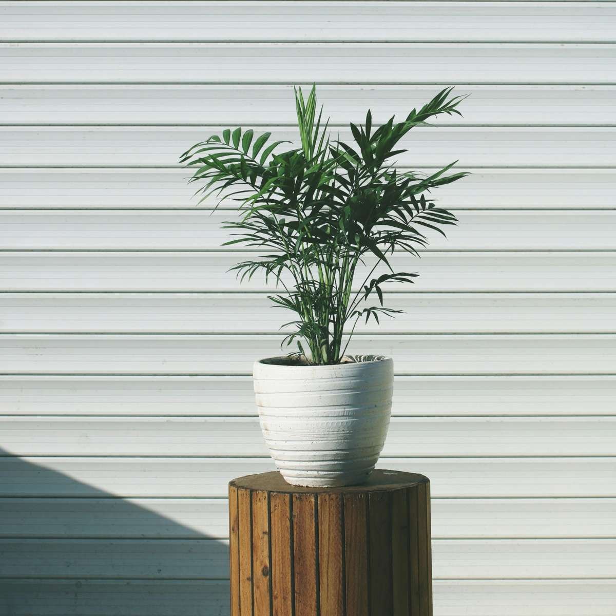 Parlour Palm - Chamaedorea Elegans - Image 2