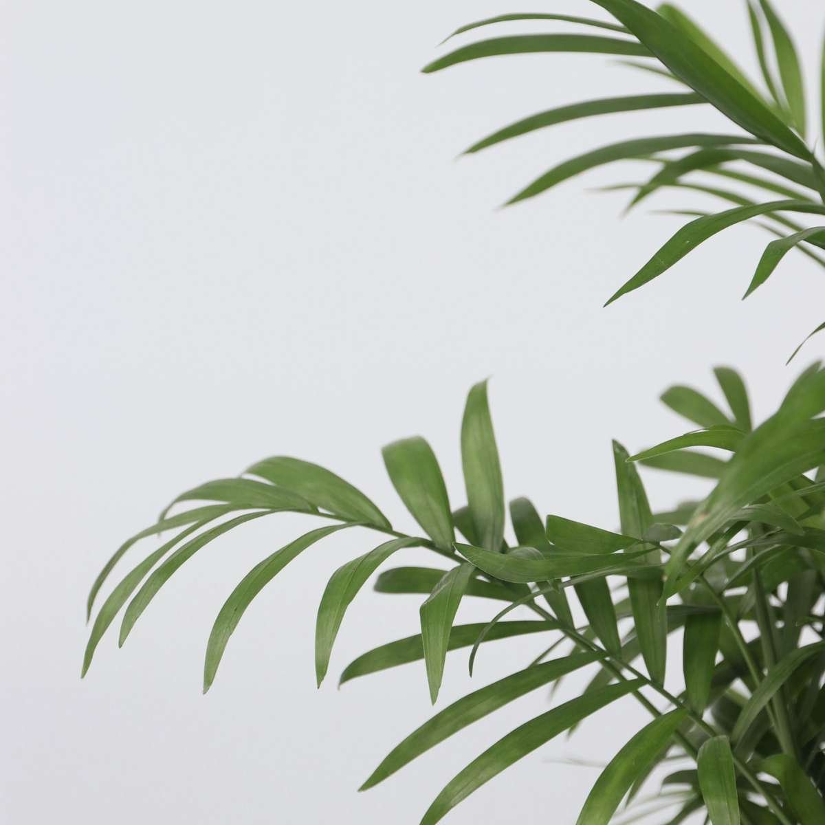 Parlour Palm - Chamaedorea Elegans - Image 4