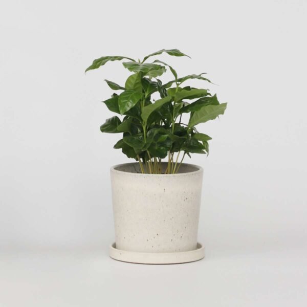 Coffee Plant - Coffea Arabica