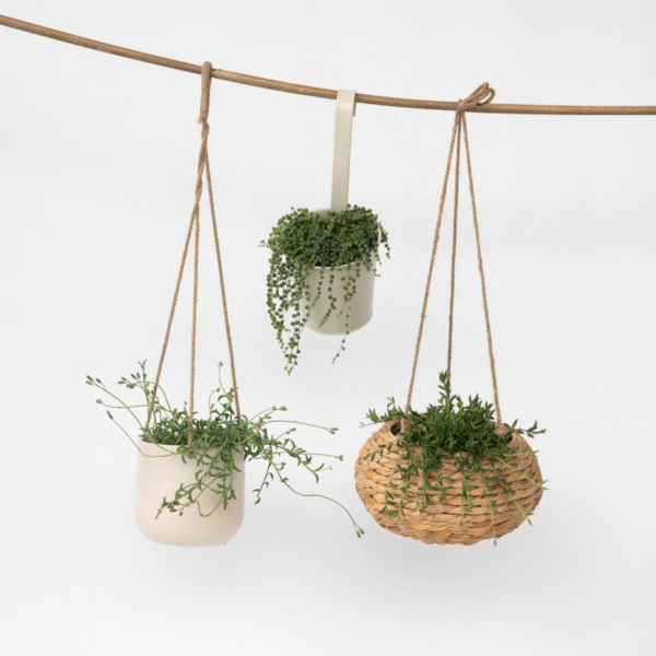 String Of Pearls - Set Of 3 Senecio Plants