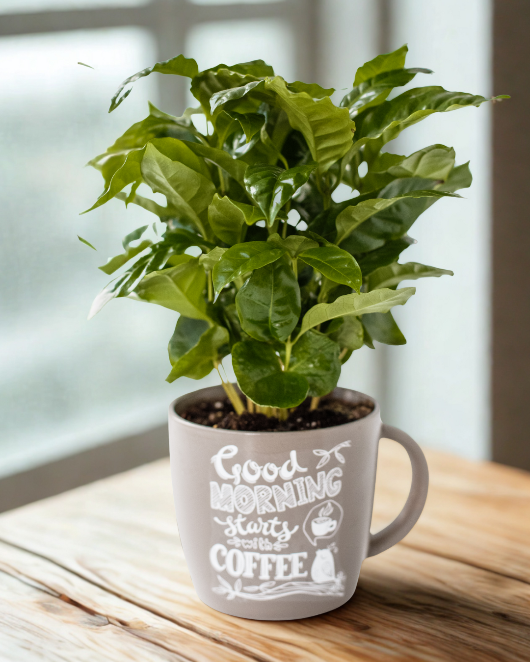 a beginner's guide to watering plants coffee plant